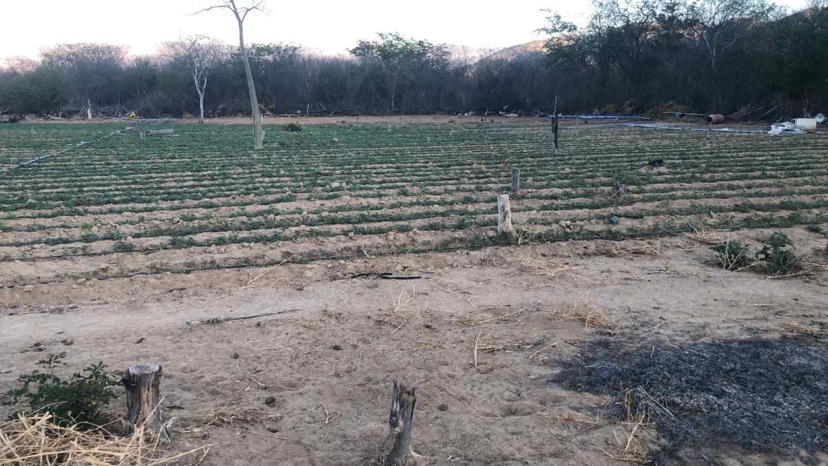 Plantação de Maconha