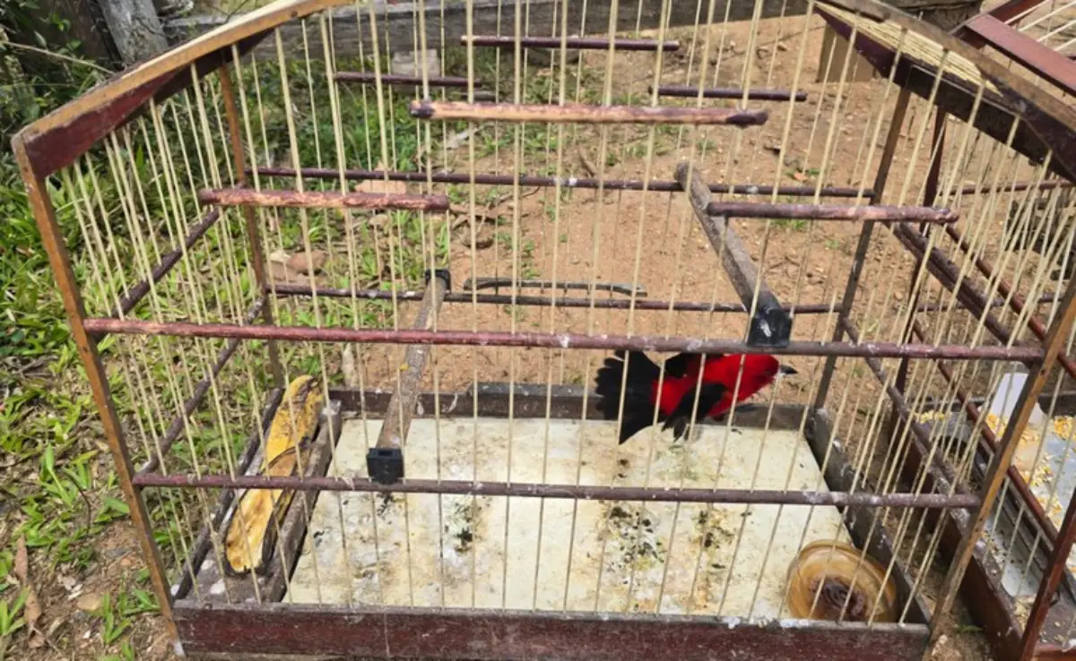 Apreensão de aves pela PRF