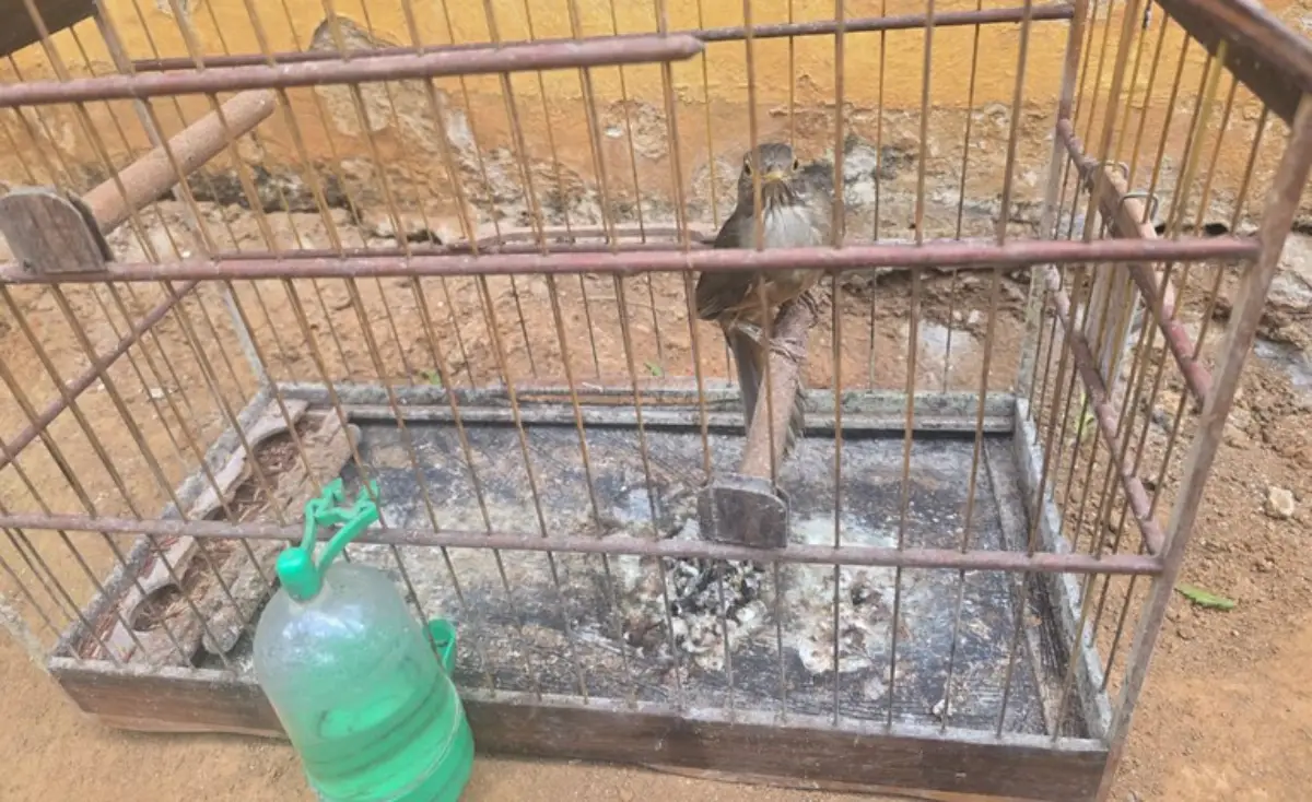 Apreensão de aves pela PRF