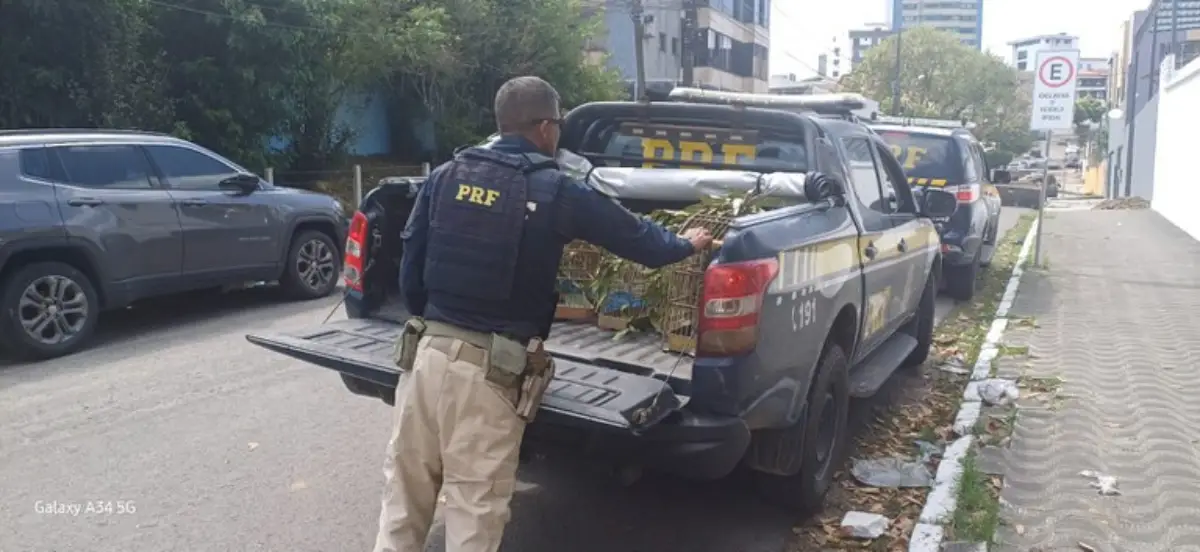 Apreensão de aves pela PRF