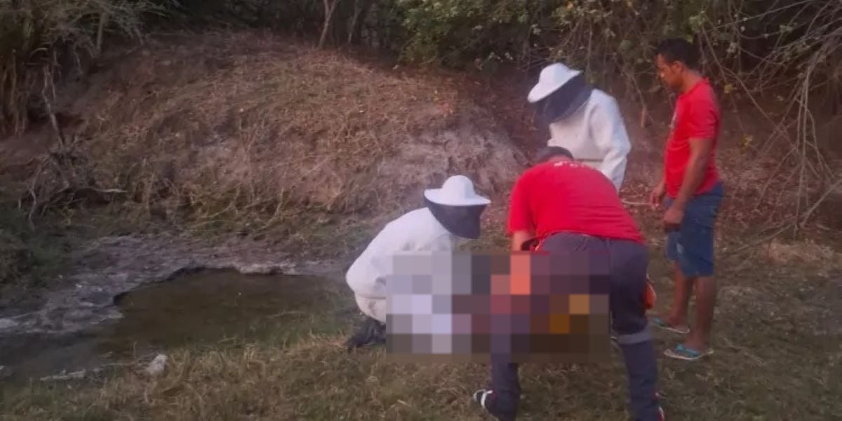 Homem morre após ataque de abelhas em Riachão do Jacuípe