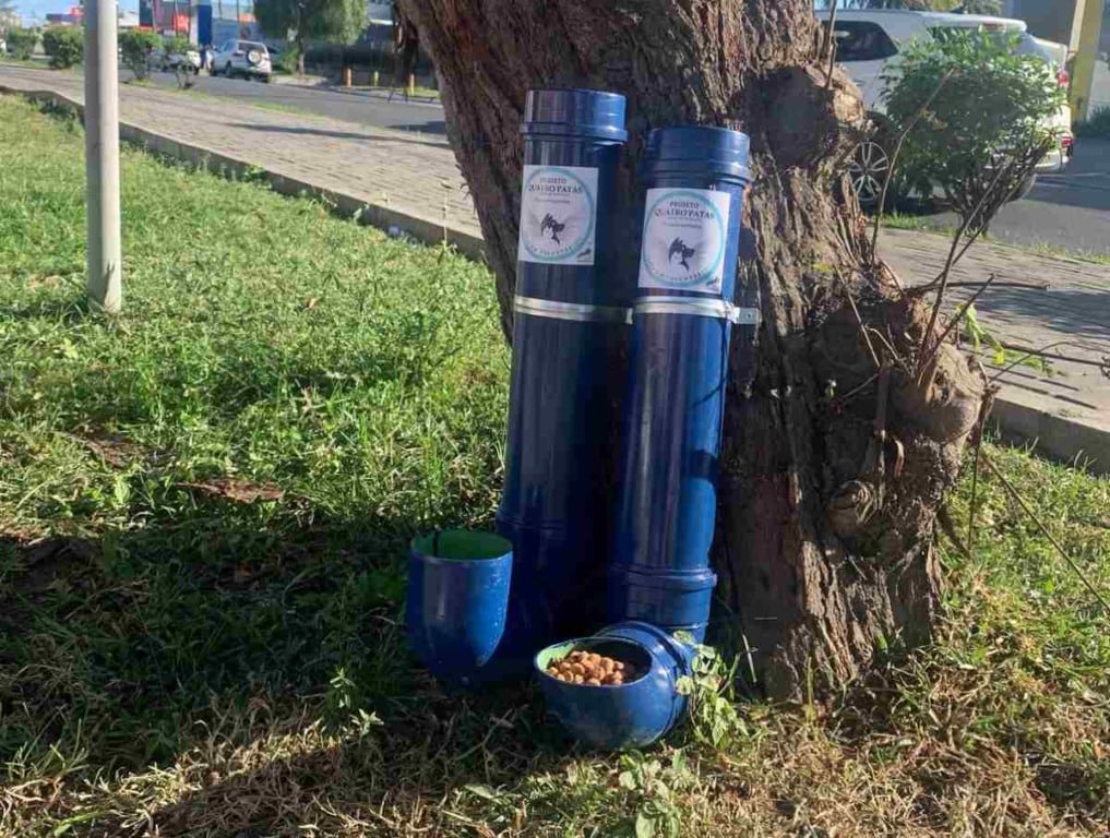 Projeto Quatro Patas oferece alimento e acolhimento para animais abandonados em Feira de Santana 