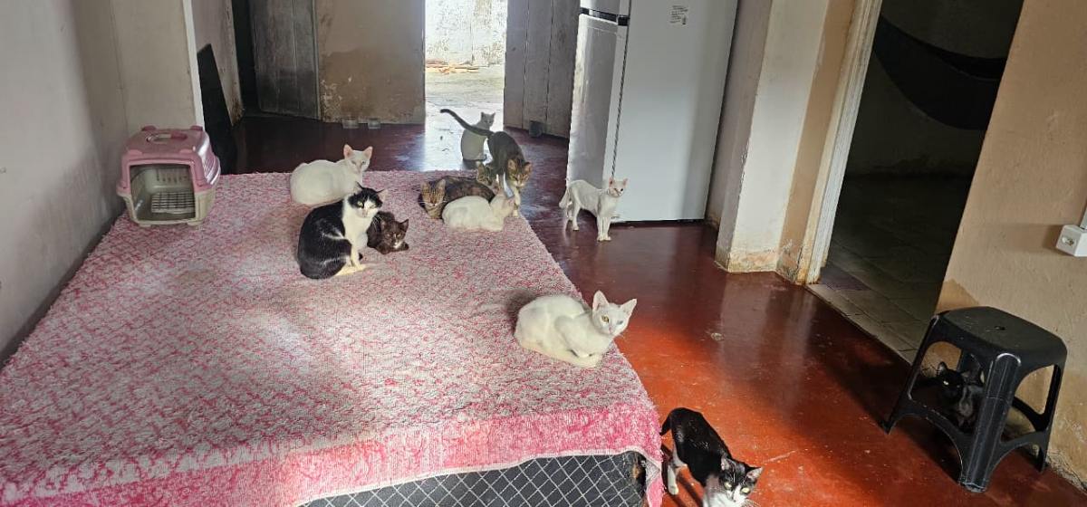 Cuidadora de 40 gatos enfrenta dificuldades para manter animais em Feira de Santana