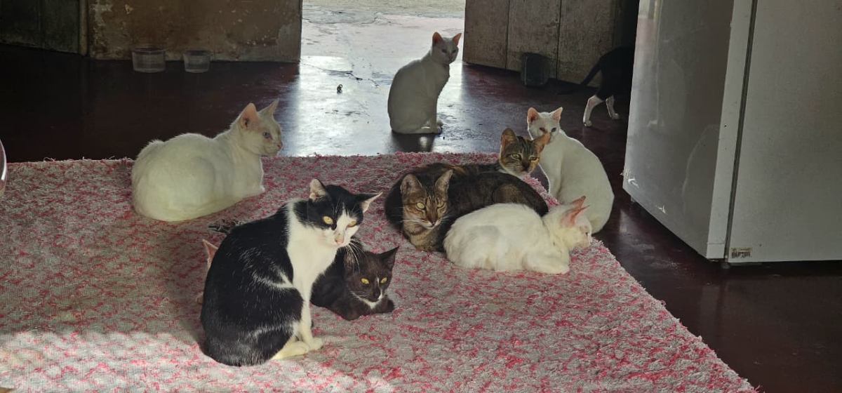 Cuidadora de 40 gatos enfrenta dificuldades para manter animais em Feira de Santana