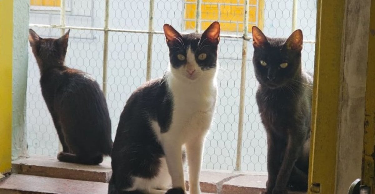 Cuidadora de 40 gatos enfrenta dificuldades para manter animais em Feira de Santana