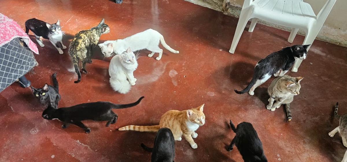 Cuidadora de 40 gatos enfrenta dificuldades para manter animais em Feira de Santana