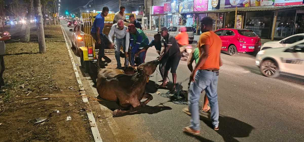 Carro atinge duas vacas soltas na Avenida Noide Cerqueira2