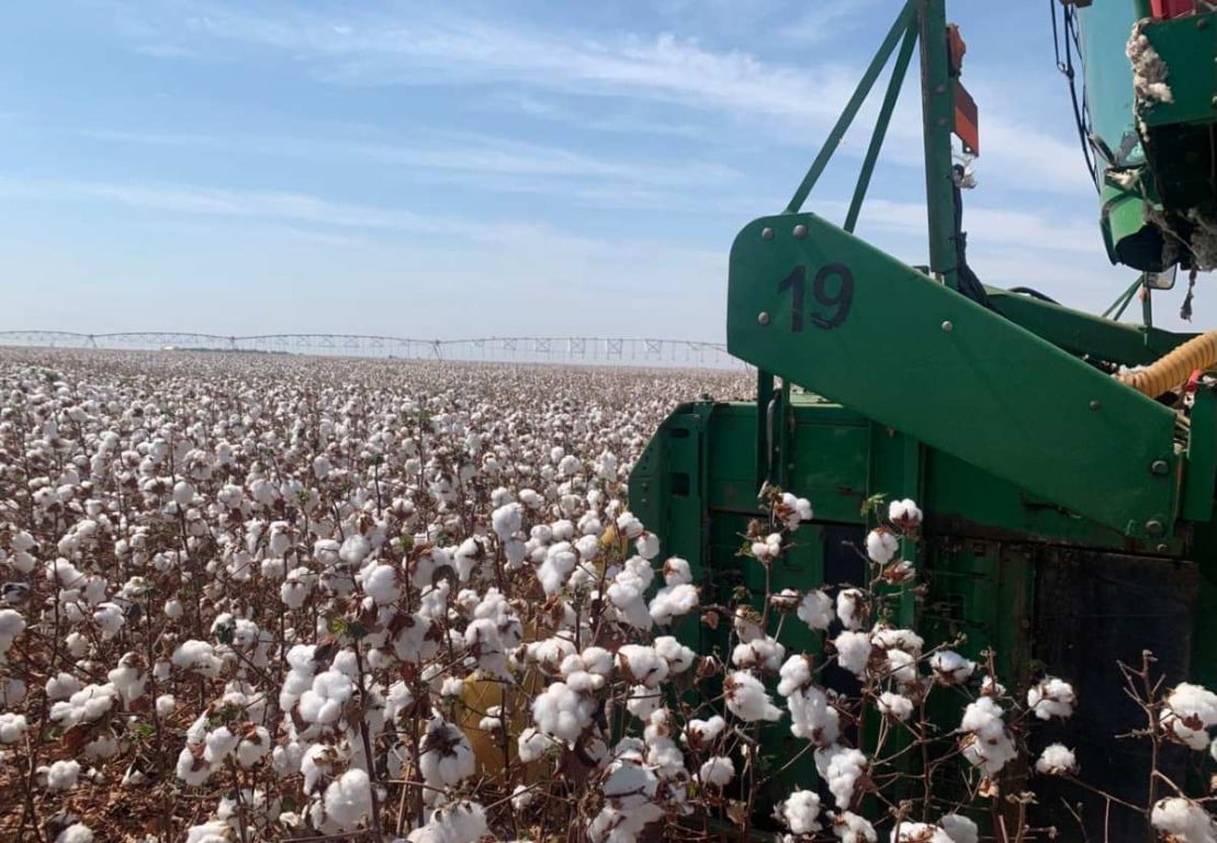 Maquinário na plantação de algodão| Foto: Beatriz Rosado