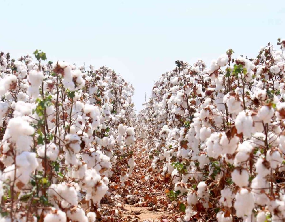 Plantação de algodão em São Desidério (BA)