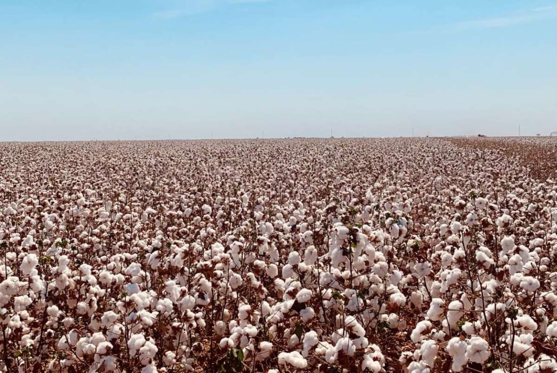 Plantação de algodão em São Desidério (BA)| Foto: Beatriz Rosado