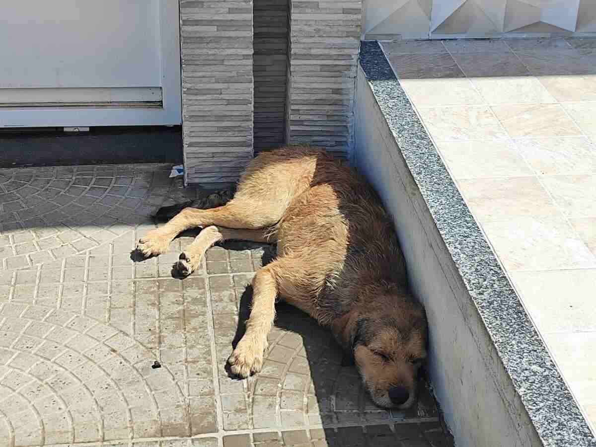 Posto de saúde Gabriela II está infestado por carrapatos