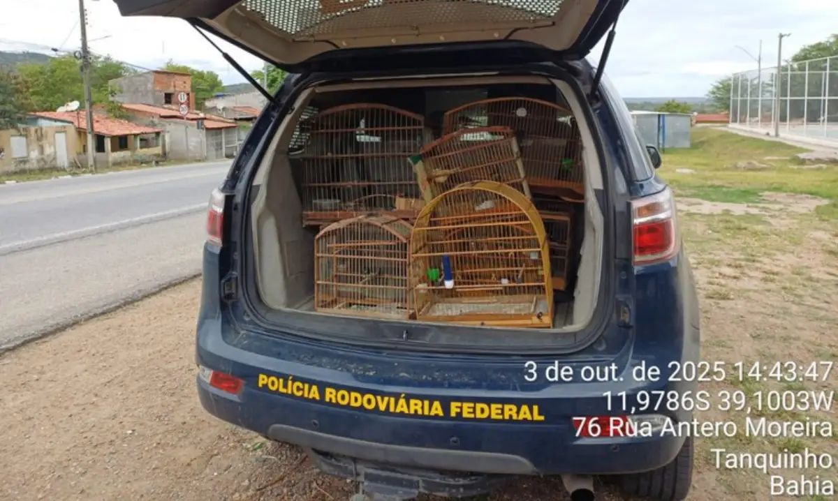 Operação resgata 67 aves silvestres e apreende produtos ilegais em Feira de Santana