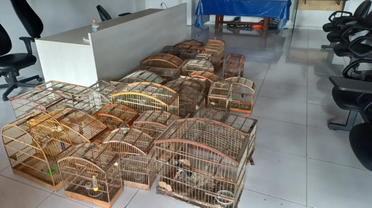 Operação resgata 67 aves silvestres e apreende produtos ilegais em Feira de Santana