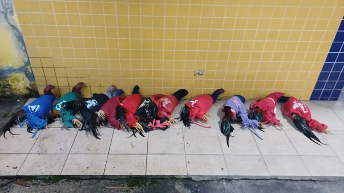 Operação resgata 67 aves silvestres e apreende produtos ilegais em Feira de Santana