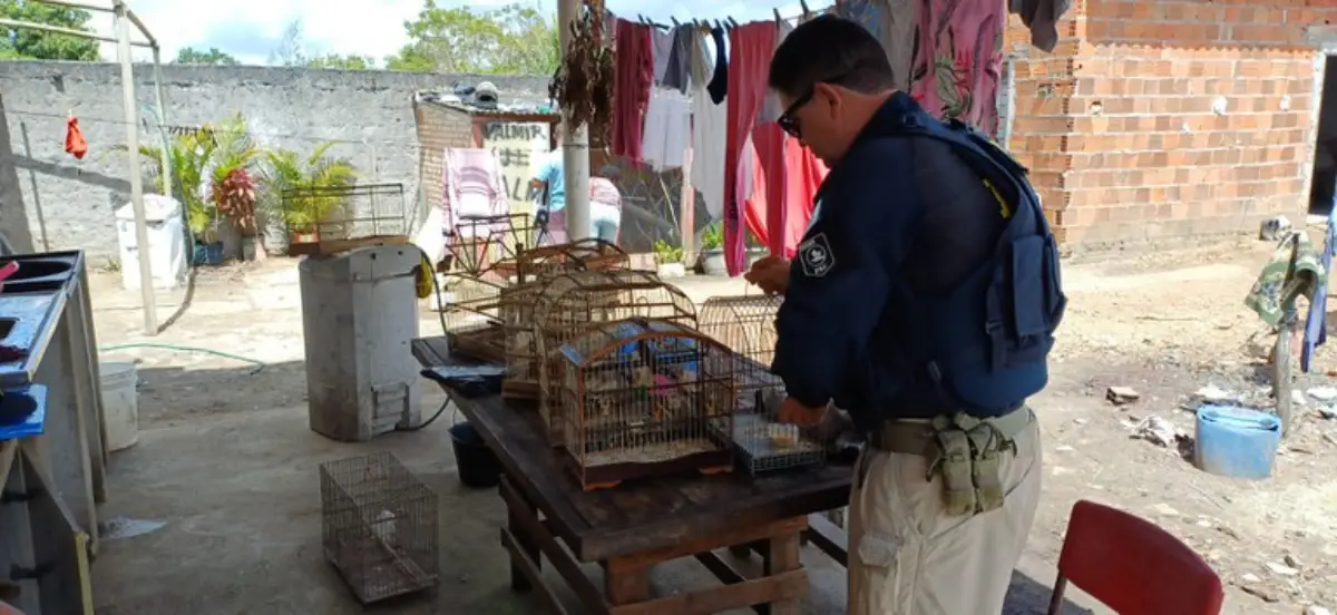 Operação resgata 67 aves silvestres e apreende produtos ilegais em Feira de Santana