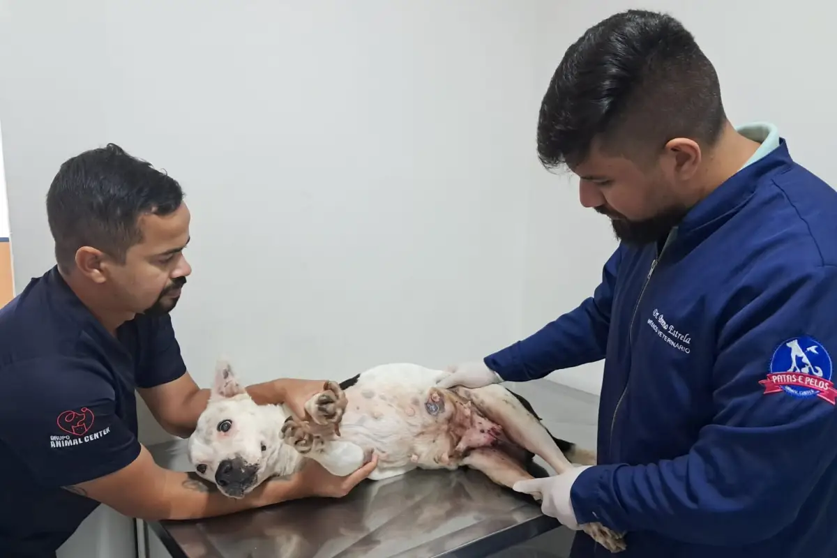 Outubro Rosa Pet: castração reduz em até 90% risco de tumores reprodutivos em cães e gatos