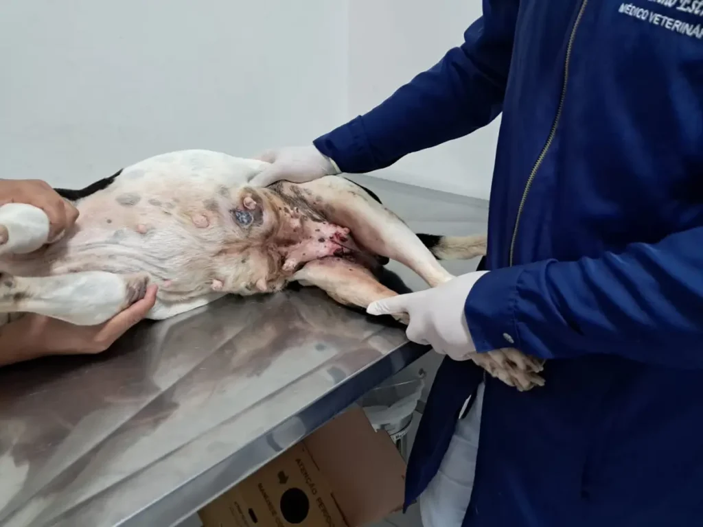 Outubro Rosa Pet: castração reduz em até 90% risco de tumores reprodutivos em cães e gatos