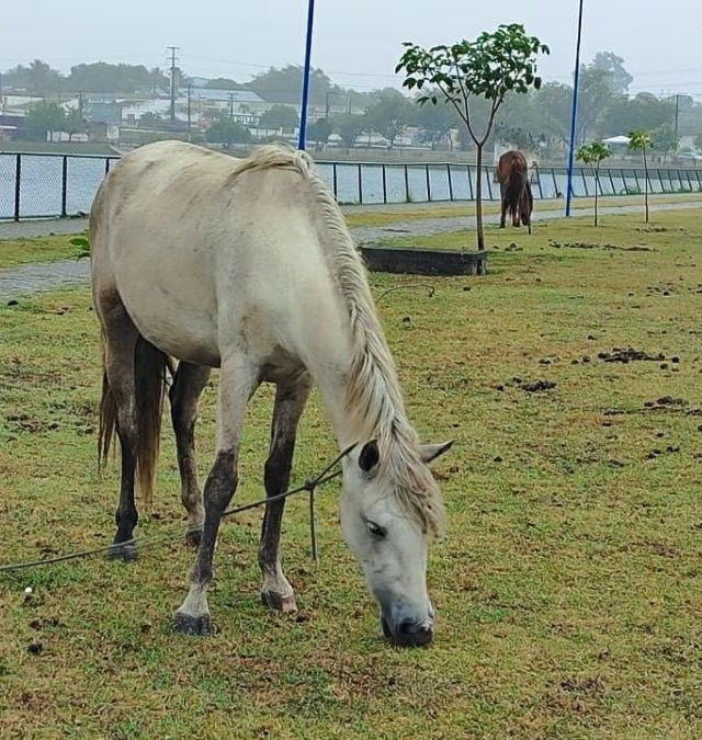 Foto: Ed Santos / Acorda Cidade 