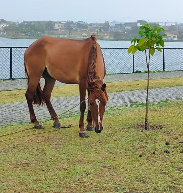 Foto: Ed Santos / Acorda Cidade 