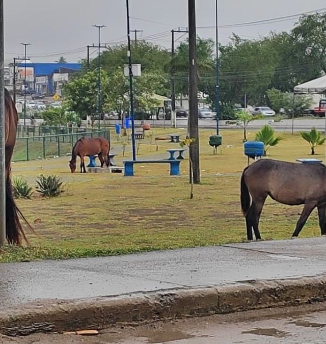 Foto: Ed Santos / Acorda Cidade 