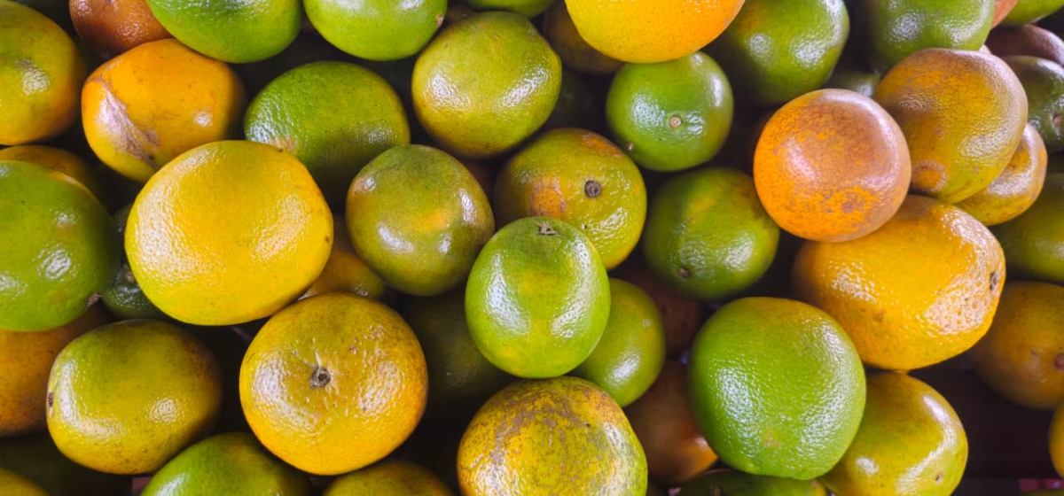 Feirinha da Estação Nova