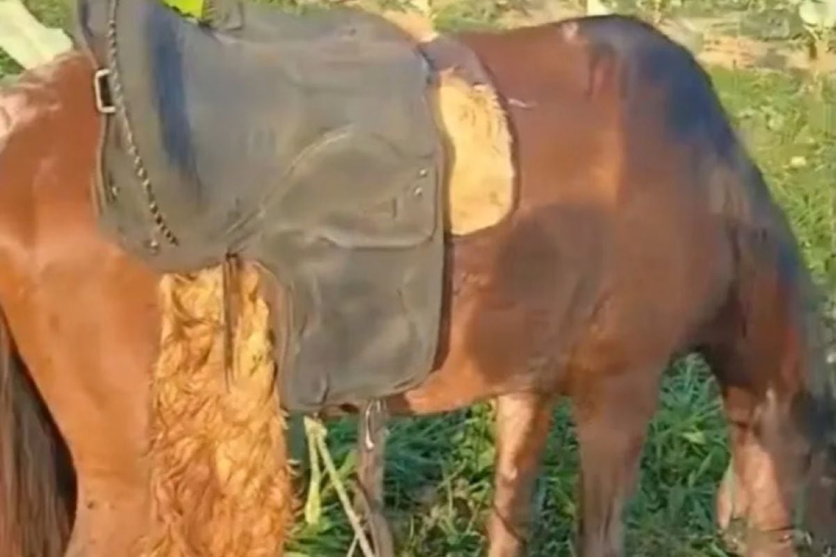 Homem é encontrado morto amarrado em sela de cavalo em Amargosa