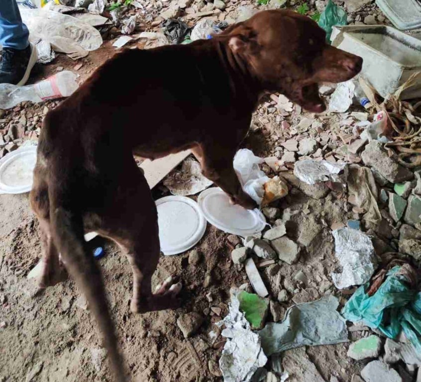 PM resgata cachorro em situação de maus-tratos em Eunápolis após denúncia de tráfico