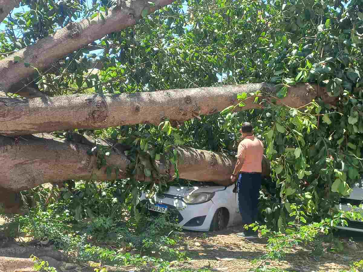 Pastor sofre prejuízo com carro atingido por árvore em Feira de Santana