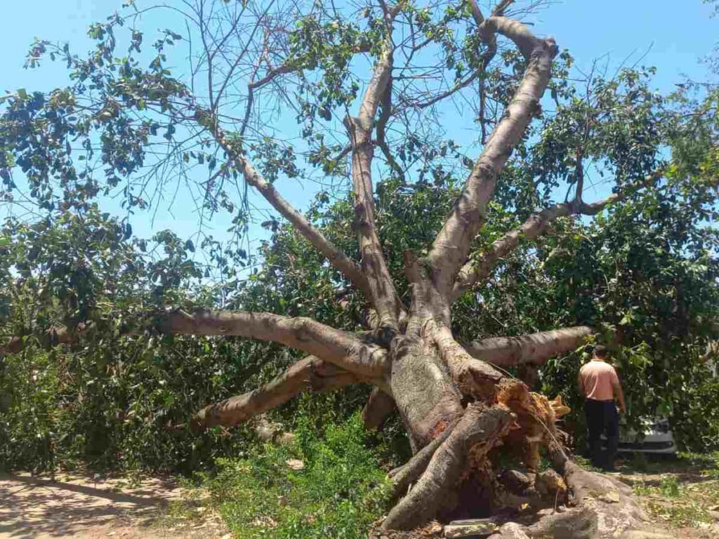 Pastor sofre prejuízo com carro atingido por árvore em Feira de Santana