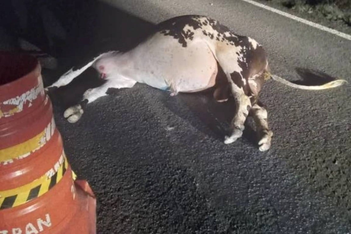 Dois homens morrem após carro colidir com boi na BR-122 em Guanambi