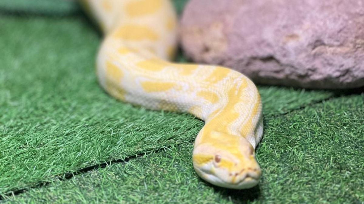 cobra animal exposição répteis