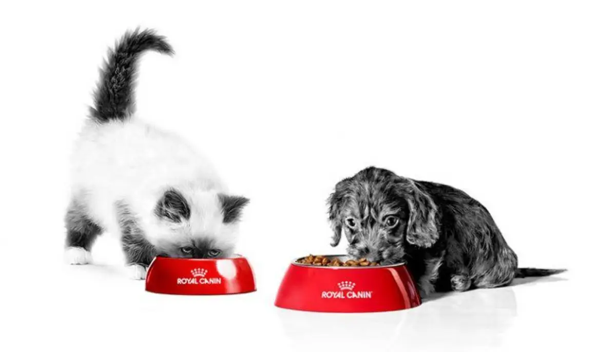 Nutrição de gatos e cães: nutricionista explica o segredo para desenvolvimento saudável dos Pets