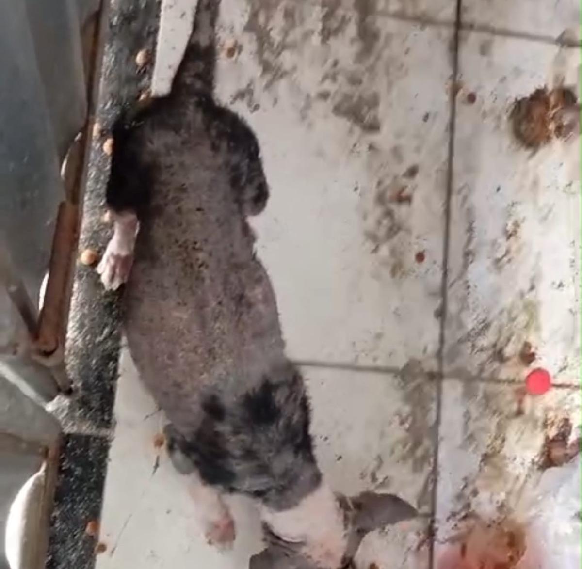 Polícia Civil deflagra operação para combate dos maus-tratos aos animais em Feira de Santana