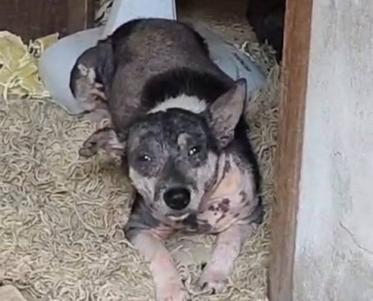 Polícia Civil deflagra operação para combate dos maus-tratos aos animais em Feira de Santana