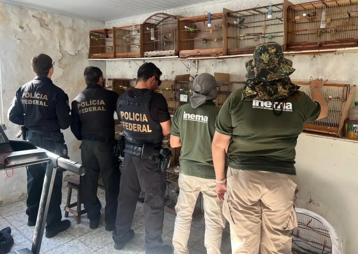 PF resgata 32 aves vítimas do tráfico e investiga falsificação de anilhas em Salvador