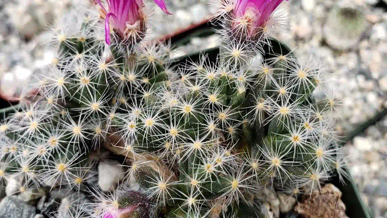 6 razões para tratar o Trichodiadema densum como bonsai controle total, estética e resistência