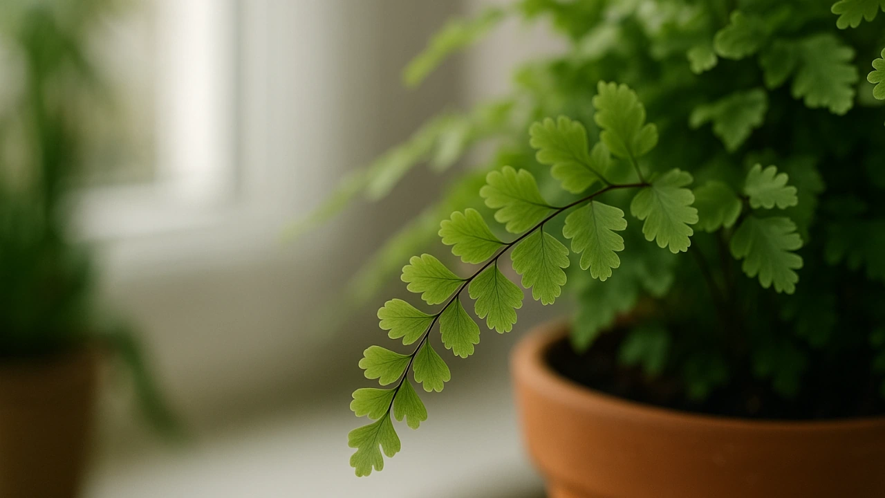 Avenca: como manter a umidade ideal e evitar que as folhas sequem mesmo no calor