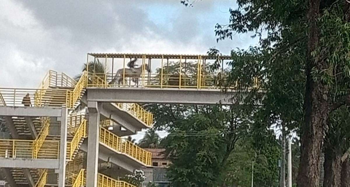 Cavalo em cima de passarela, lixo e vegetação alta; confira os flagrantes da comunidade