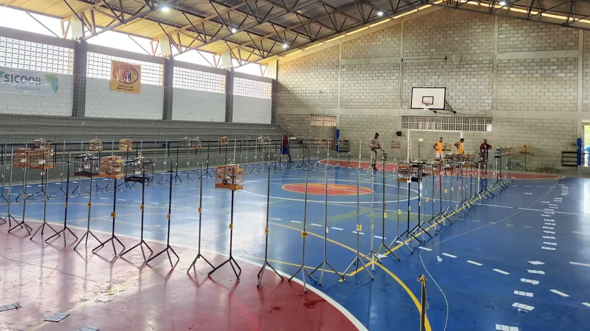 Evento clandestino de canto de pássaros é fechado e mais de 100 aves são resgatadas no Extremo Sul