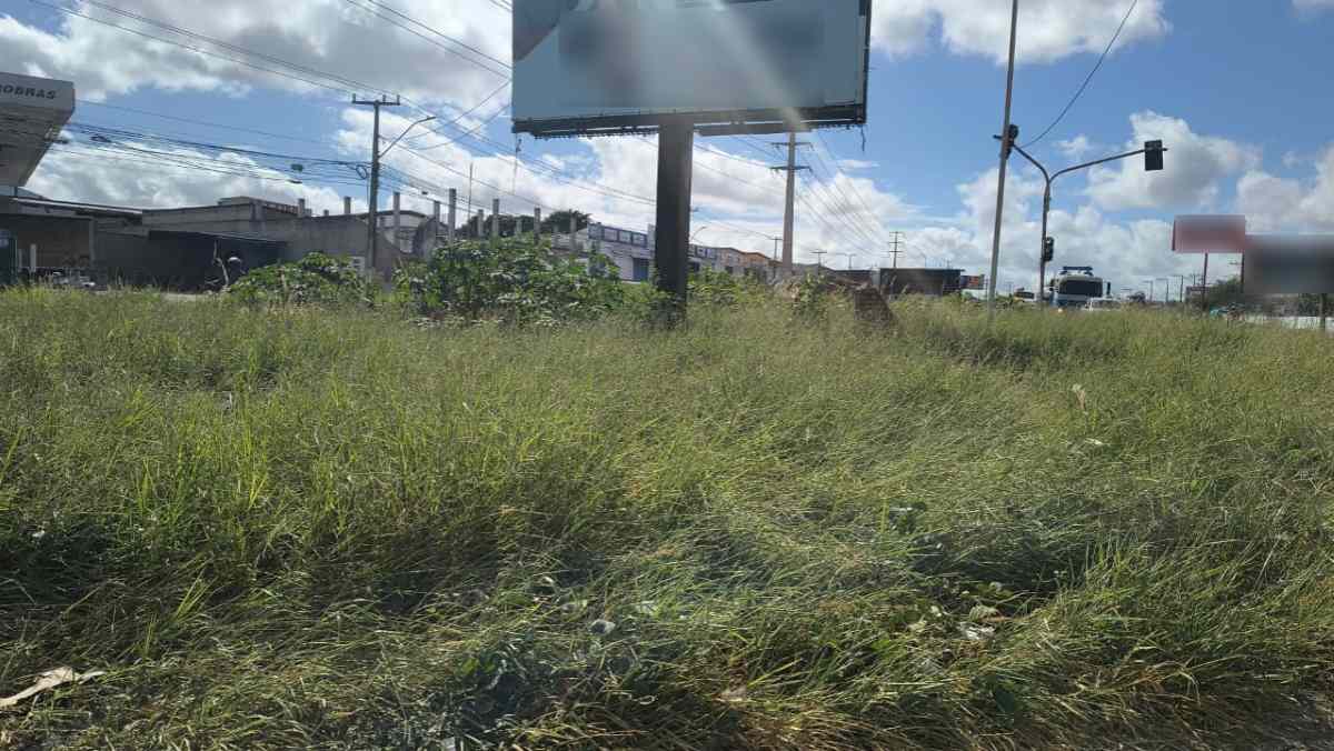 Cavalo em cima de passarela, lixo e vegetação alta; confira os flagrantes da comunidade