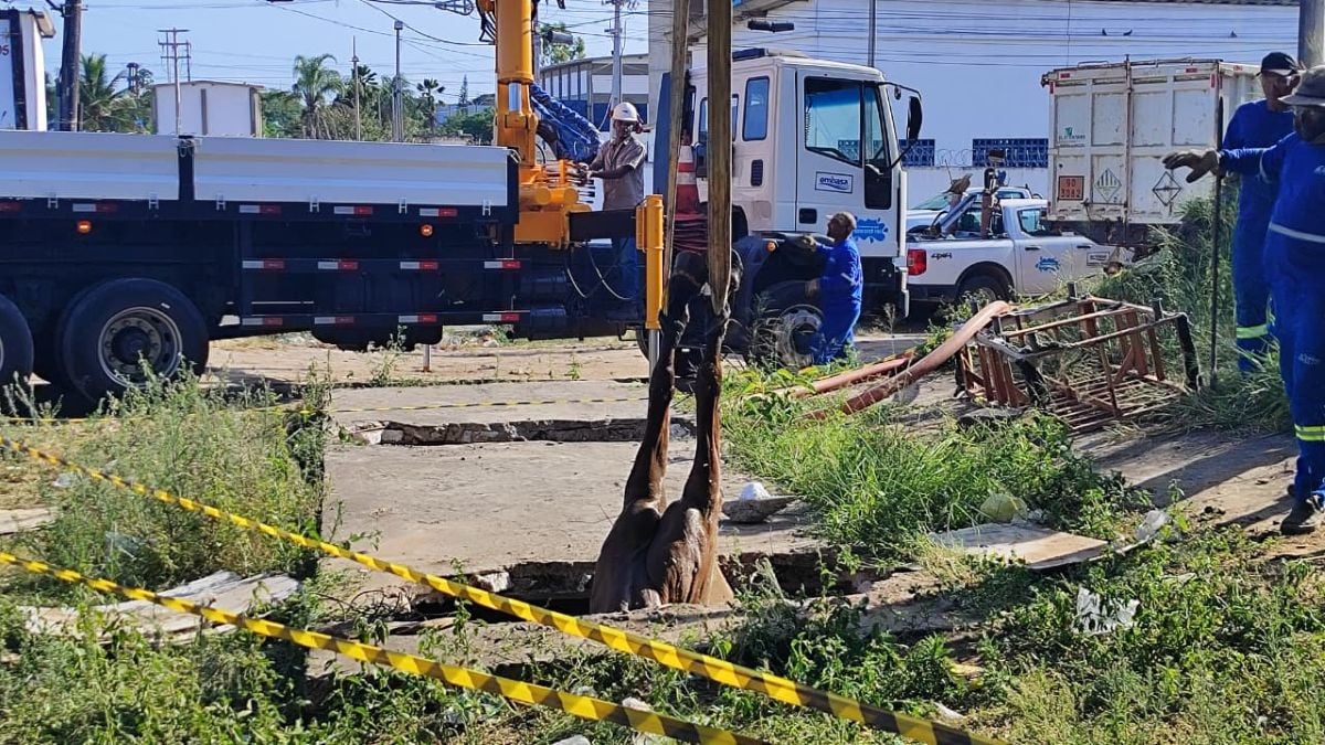 cavalo morre após cair em buraco no bairro tomba