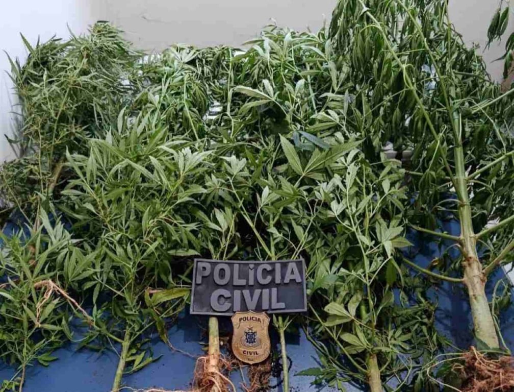 Polícia Civil e Polícia Militar apreendem plantação de maconha na zona rural de Guaratinga