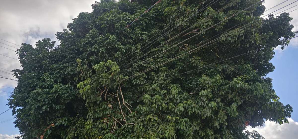 Poste inclinado e energizado preocupa moradores do bairro Santo Antônio dos Prazeres; fiação está embaraçada em galhos de uma árvore