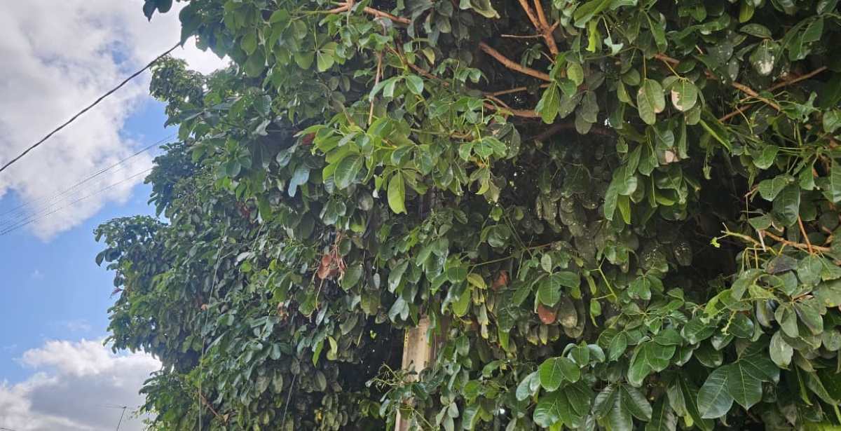 Poste inclinado e energizado preocupa moradores do bairro Santo Antônio dos Prazeres; fiação está embaraçada em galhos de uma árvore