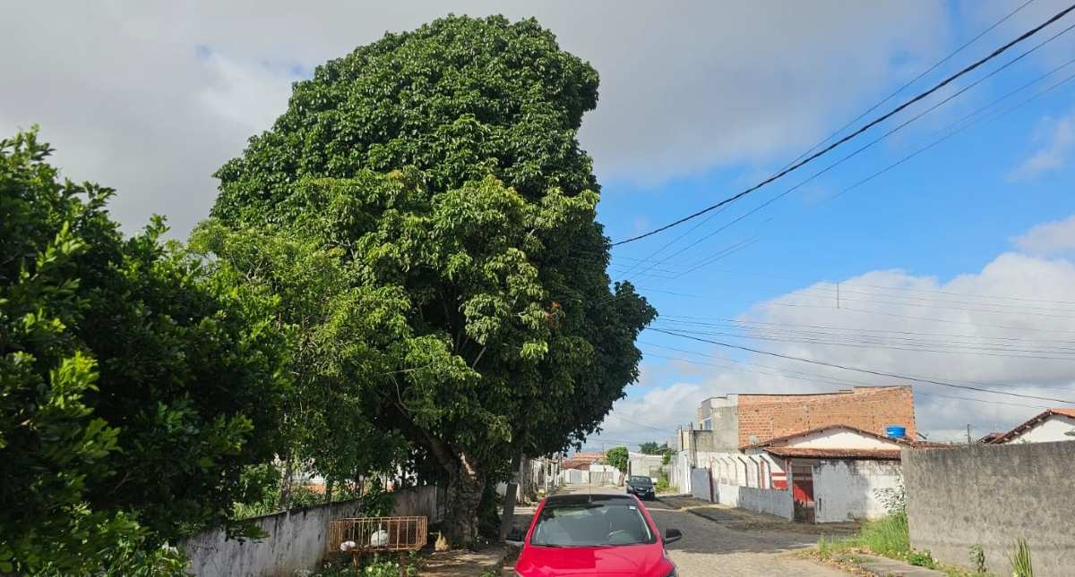 Poste inclinado e energizado preocupa moradores do bairro Santo Antônio dos Prazeres; fiação está embaraçada em galhos de uma árvore