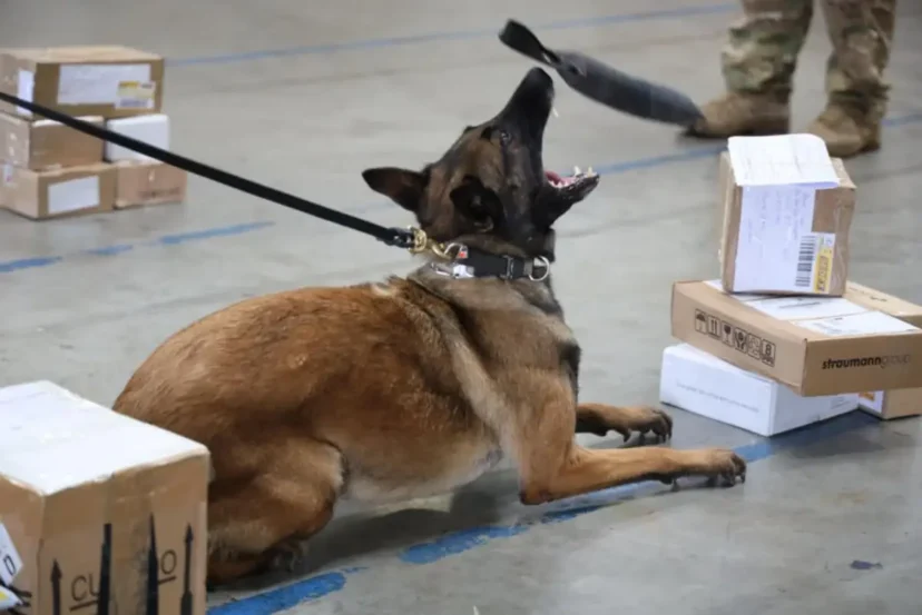 Polícia localiza vários tipos de drogas e armas de fogo em encomendas enviadas pelos Correios