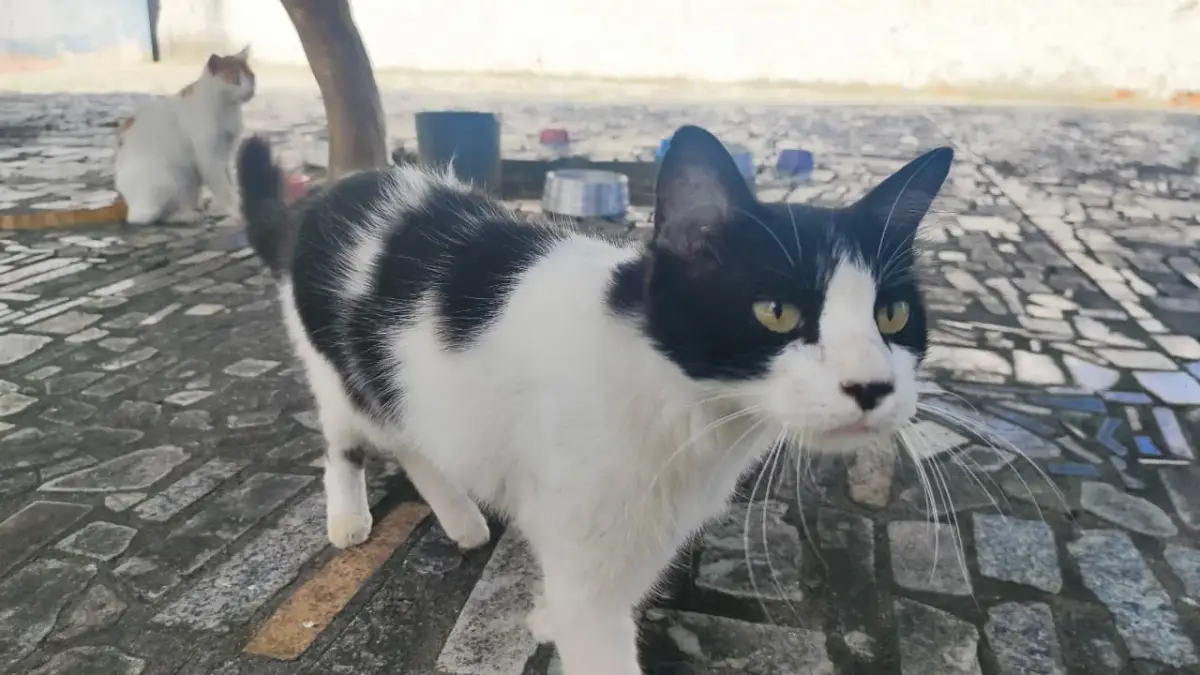 Gatos envenenados e mutilados: moradoras denunciam sequência de mortes e maus-tratos em condomínio de Feira de Santana