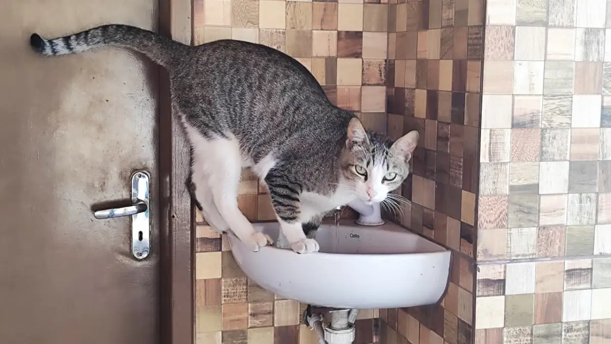 Gatos envenenados e mutilados: moradoras denunciam sequência de mortes e maus-tratos em condomínio de Feira de Santana