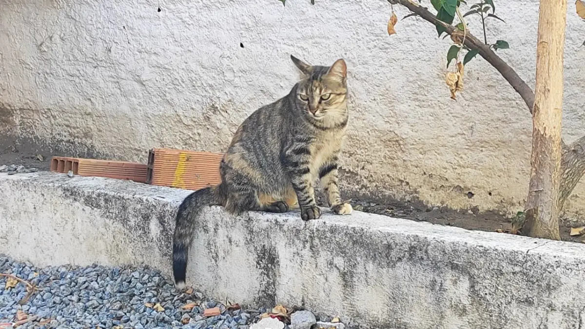 Gatos envenenados e mutilados: moradoras denunciam sequência de mortes e maus-tratos em condomínio de Feira de Santana
