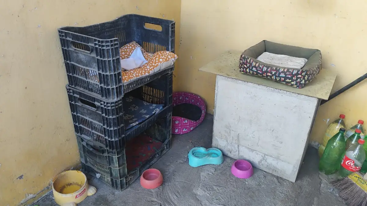 Gatos envenenados e mutilados: moradoras denunciam sequência de mortes e maus-tratos em condomínio de Feira de Santana